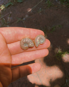 Ammonite Duo Duster